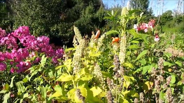 Зачем недотроги с аконитами соревнуются за первенство в шмелином сообществе? смотреть онлайн