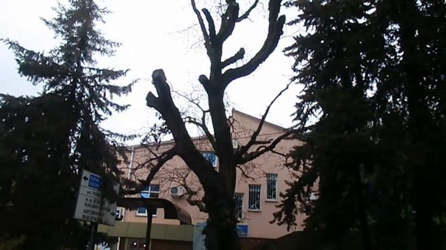 Знаменитый Дуб в Лазаревском. SOCHI-RUSSIA смотреть онлайн