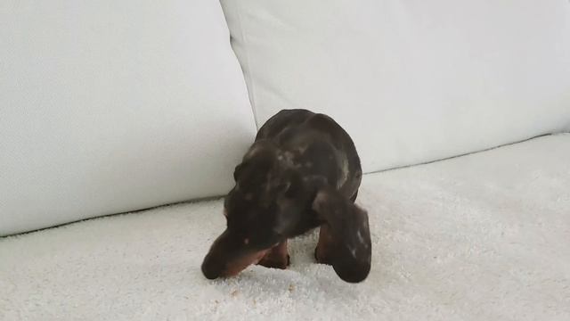 ADORABLE MINI DACHSHUND TAKES CARE OF HIM смотреть онлайн