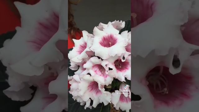 Глоксиния из своих семян #глоксиния #цветок #чудо #радость смотреть онлайн