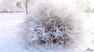 Песня «Падает снег»