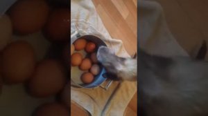 Хорёк Соня ворует яйца