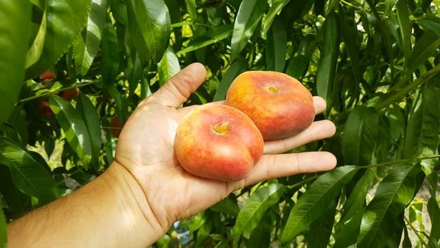 Инжирный персик Свит Ринг (Sweet Ring) смотреть онлайн