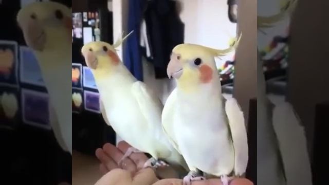 Cockatiel Another One Bites the Dust смотреть онлайн