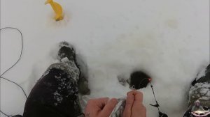 самая уловистая снасть;на судака в глухозимье;донки на  судака#судак#доннаяснасть#глухозимье