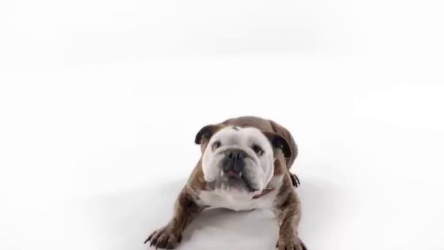 препарат против блох и клещей в виде жевательной таблетки смотреть онлайн