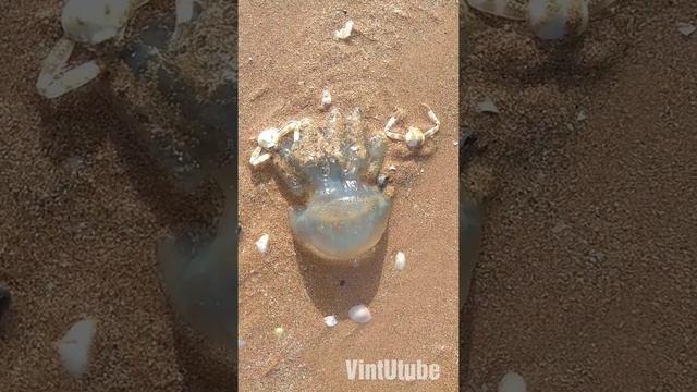 Крабы жрут голубую медузу смотреть онлайн