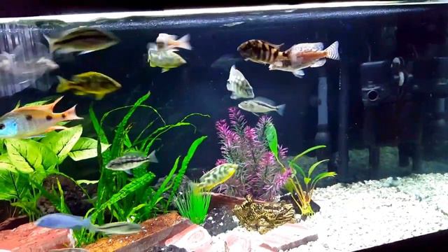 AFRICAN CICHLIDS! The SUPER RED EMPRESS + Tank Updates + New Additions смотреть онлайн