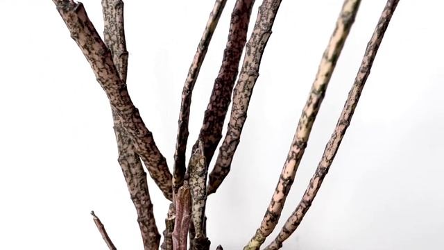 ЭУФОРБИЯ ПЛАТИКЛАДА [Краткий Видео Обзор] смотреть онлайн