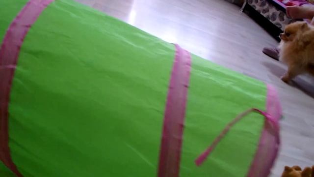 Абиссинские котята смотреть онлайн