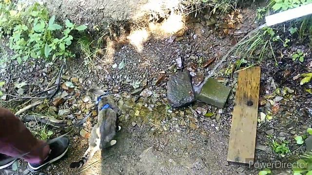 Путешествие по Южному кольцу Сахалина, второй день, 13 августа 2023 года смотреть онлайн