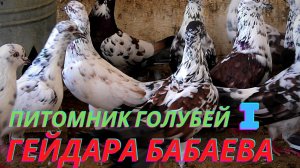Полигон Бакинских Широкохвостых голубей ГЕЙДАРА БАБАЕВА!