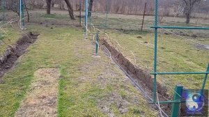 Посадка черенков винограда 2024г часть1.
