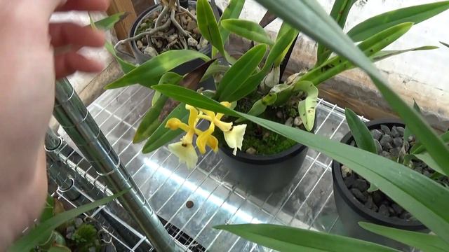 Orchid blooming update, March 2023 смотреть онлайн