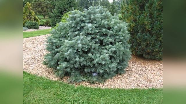 Пихта одноцветная Abies concolor смотреть онлайн
