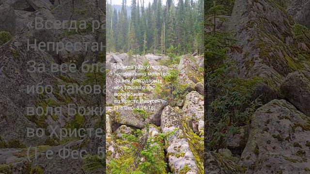 Заключительное видео и грибы НАЙДЕНЫ🤗 #словобога #поездказагрибами #часть6 #тайга #сибирь #природа