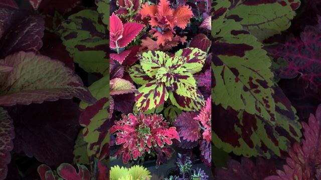 Колеусы. Уход смотреть онлайн