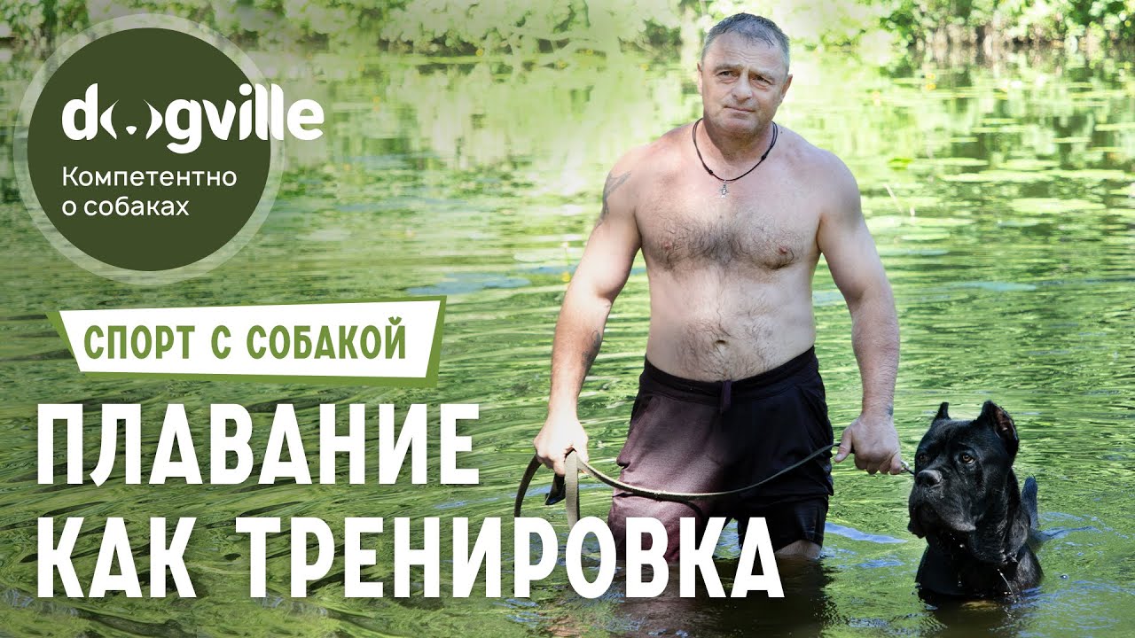 Плавание как тренировка - Заплыв с Кане-корсо смотреть онлайн