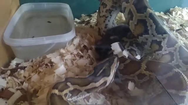 Кормление тигрового питона) смотреть онлайн