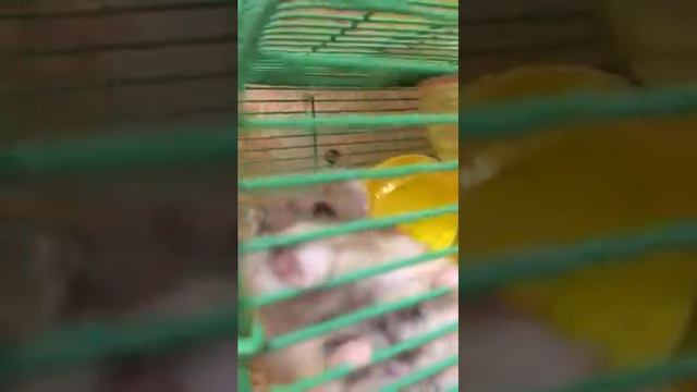 Пришла домой и накормила всех смотреть онлайн