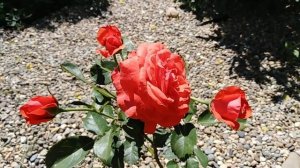 Роза Майнтауэр. Maintower rose. Первый год цветения.