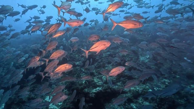STUNNING SCUBA DIVING || BALICASAG ISLAND || BOHOl || PHILIPPINES смотреть онлайн