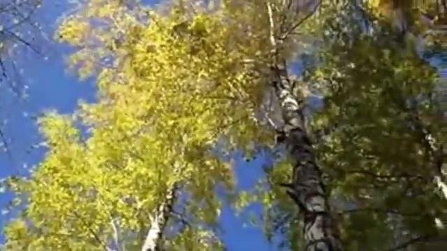 Константинов Вячеслав - "Белая береза" смотреть онлайн