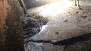 Что делать если телята бычки Коровы кашляют ￼