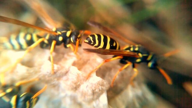Wasp nest with wasps - Vespiary смотреть онлайн