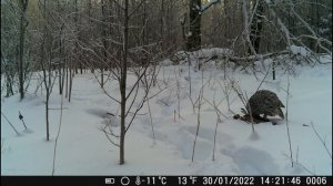 Приманка на глухаря