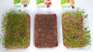 Выращивание микрозелени: руккола, петрушка, кресс-салат