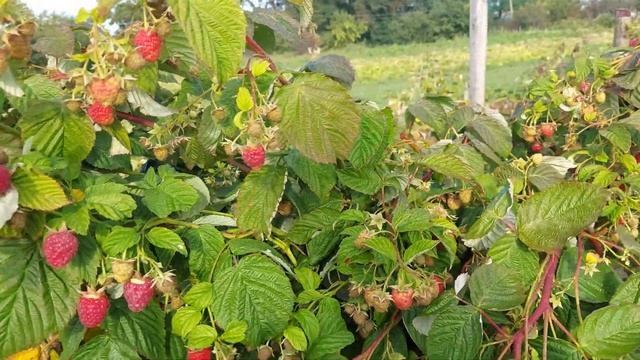 Маравилла Maravilla