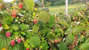 Маравилла Maravilla