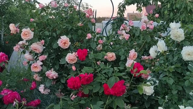 РОЗЫ. ЛУЧШИЕ ПЛЕТИСТЫЕ РОЗЫ МОЕГО САДА. смотреть онлайн