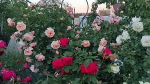РОЗЫ. ЛУЧШИЕ ПЛЕТИСТЫЕ РОЗЫ МОЕГО САДА.