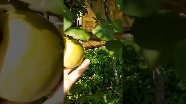яблоня Мельба#мельба#яблоня# смотреть онлайн