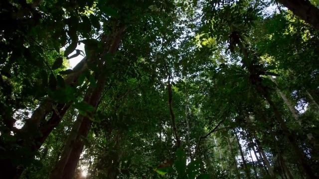 Wilson's Bird Of Paradise - BBC Planet  Earth II - Episode 2 