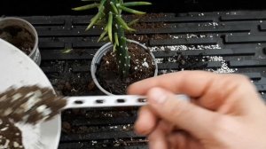 Самая БЫСТРАЯ опунция! Аустроцилиндропунция шиловидная. Уход и пересадка кактусов / суккулентов