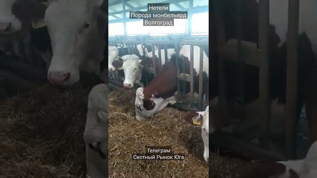 монбельярд. #продажакрс #фермерскоехозяйство смотреть онлайн
