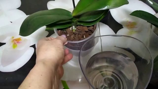 Новые растюшки смотреть онлайн