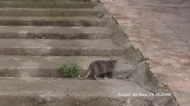 2008 Лазурный берег, ч1 смотреть онлайн