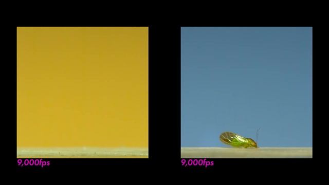 Jumping Plant Lice: The Fastest Front-Flipping Insects смотреть онлайн