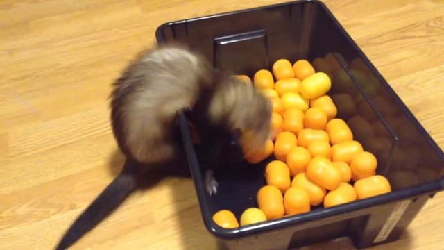 Хорек и киндеры 2 смотреть онлайн