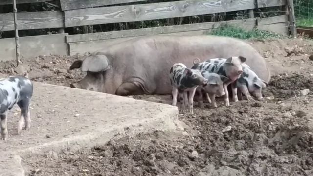 Ферма в Австрии . Животные на ферме.как выглядит частная ферма в Австрии. Лошади , свиньи.быки. смотреть онлайн