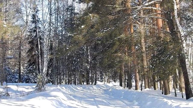 Январский день.Снегири. смотреть онлайн