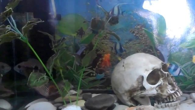 Аквариум 70л и Акулий сом с Бирюзовой Акарой смотреть онлайн