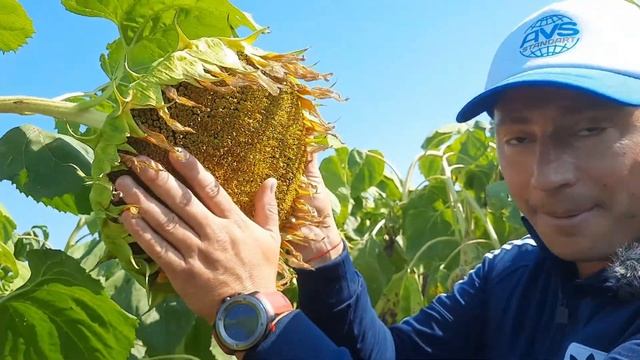 Кондитерский сорт подсолнечника ГУДВИН заразиха A-F, 175см, 116 дней, урожайность 35ц/га, масло 47% смотреть онлайн