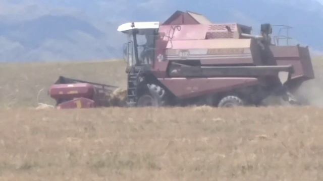 Жизнь комбайнёров в поле Вовчика Коляна и Миши! Палессе GS 812 & палессе GS 5A смотреть онлайн