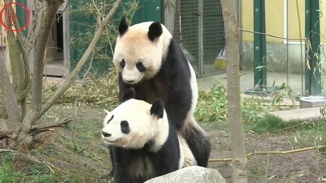 Giant Panda Facts - National Animal of China смотреть онлайн