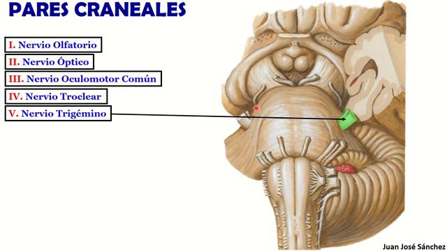 🥇 PARES CRANEALES (Generalidades). Resumen en 16 MINUTOS! смотреть онлайн